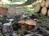 Korb im Wald